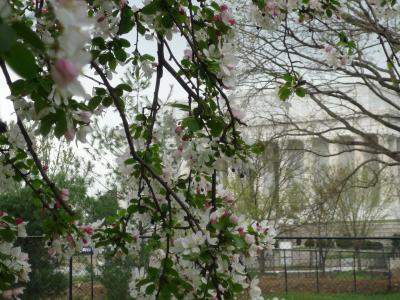 Cherry Blossoms in Washington, DC