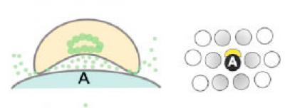 T Cell and Brain Cell