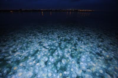 Moon Jellyfish in Denmark