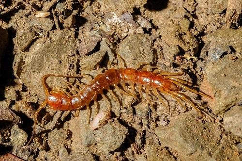 Genus Lithobius