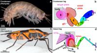 Evolution of the Insect Wing from the Crustacean Limb