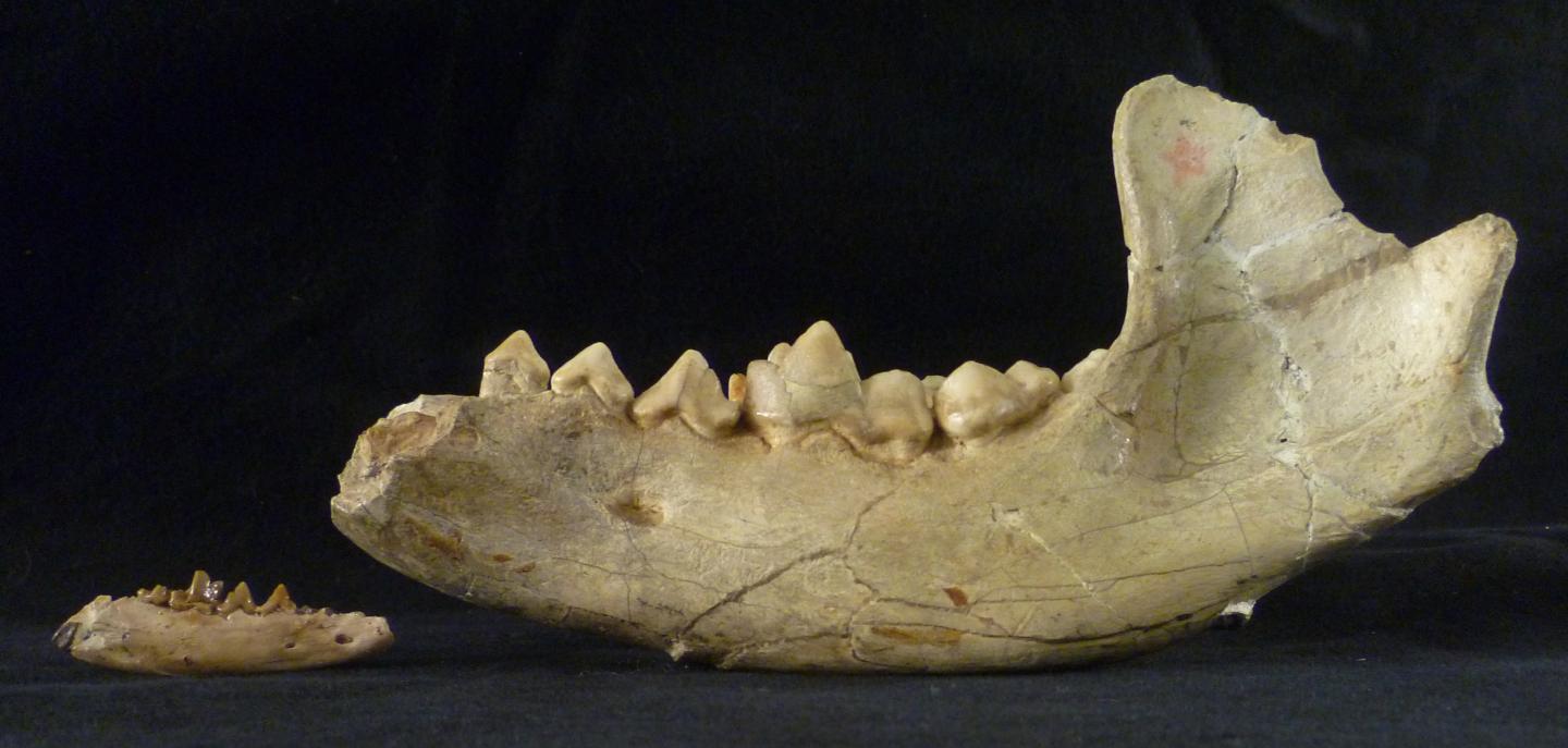 Comparison of Jaw of Newly Reclassified Beardog to a Larger Beardog Species