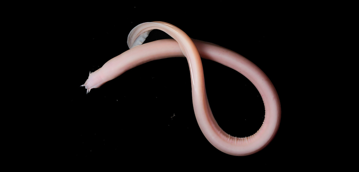 Hagfishes break the cell size limit to make large slime threads
