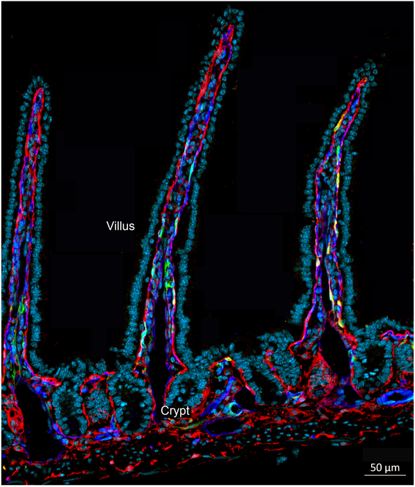 Fluorescence imaging of the intestinal barrier in a mouse model