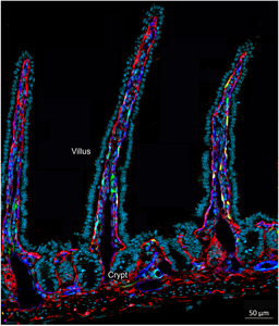 Fluorescence imaging of the intestinal barrier in a mouse model