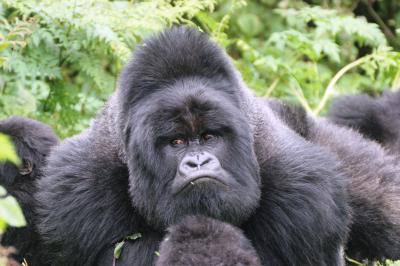 Mountain Gorilla