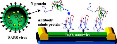 Label-free Nanowire SARS Virus Detection System