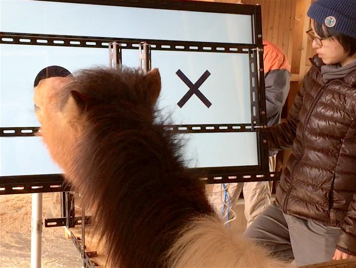 Testing Ponies' Visual Perception