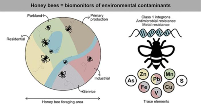 Honey bee biomonitors