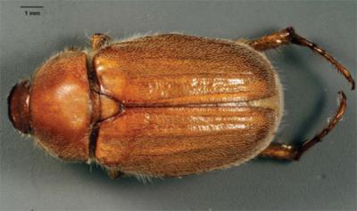 Adult <i>Plectris aliena</i>