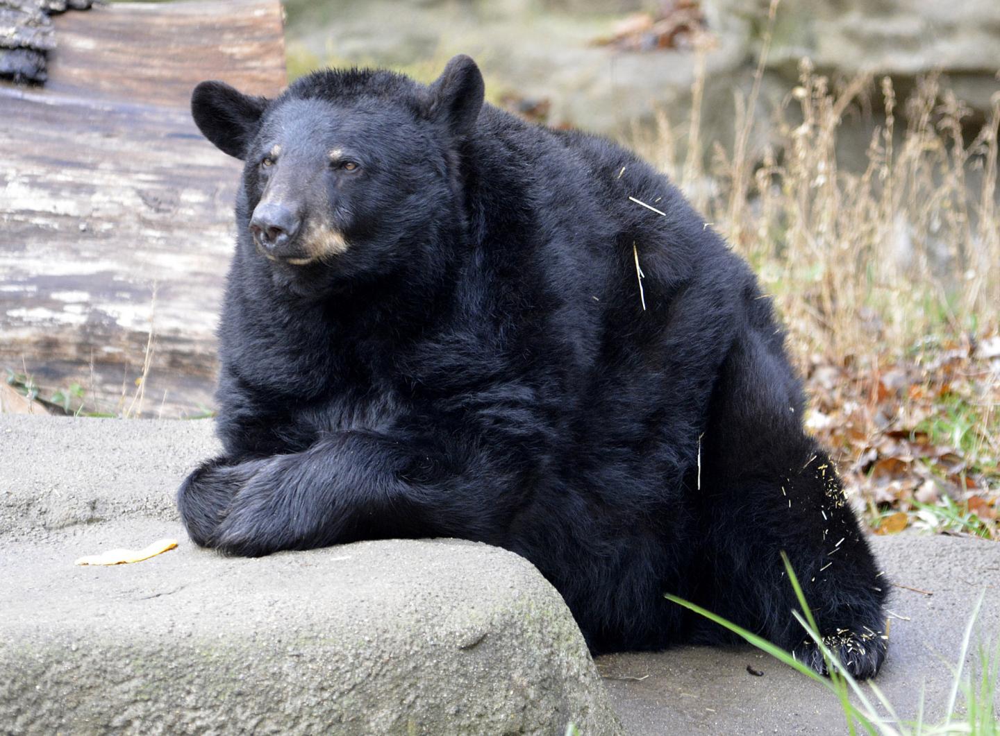 Black Bear Migwan