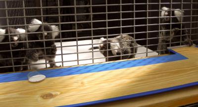 Common Marmosets