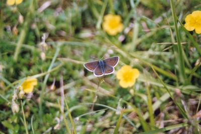 Brown Argus Butterfly