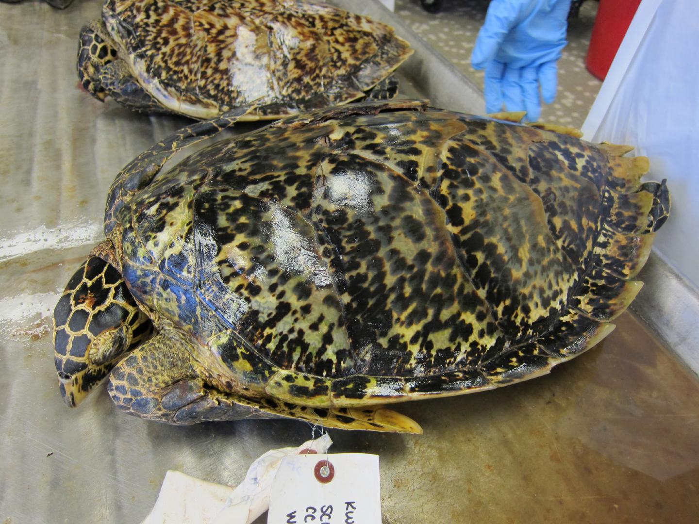 Tortoiseshell Trade Routes Match Modern Illegal Fishing Patterns (1 of 2)