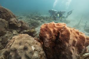 A degraded reef can't support a diversity of species