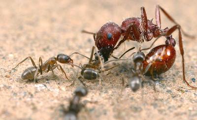 Altered Exoskeleton Compound Used to Control Argentine Ant Population
