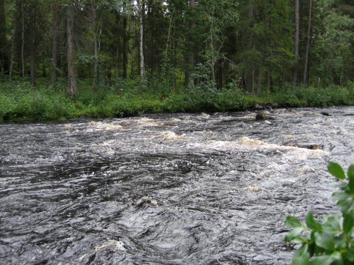 Finnish Rivers Transport Carbon to the Baltic Sea at An Increasing Rate