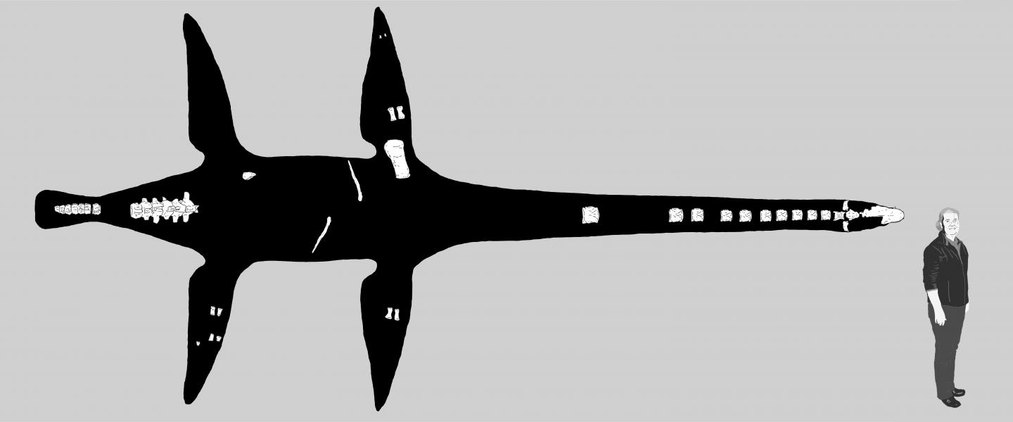 Recovered Skeleton of <i>Lagenanectes richterae</i> for Scale