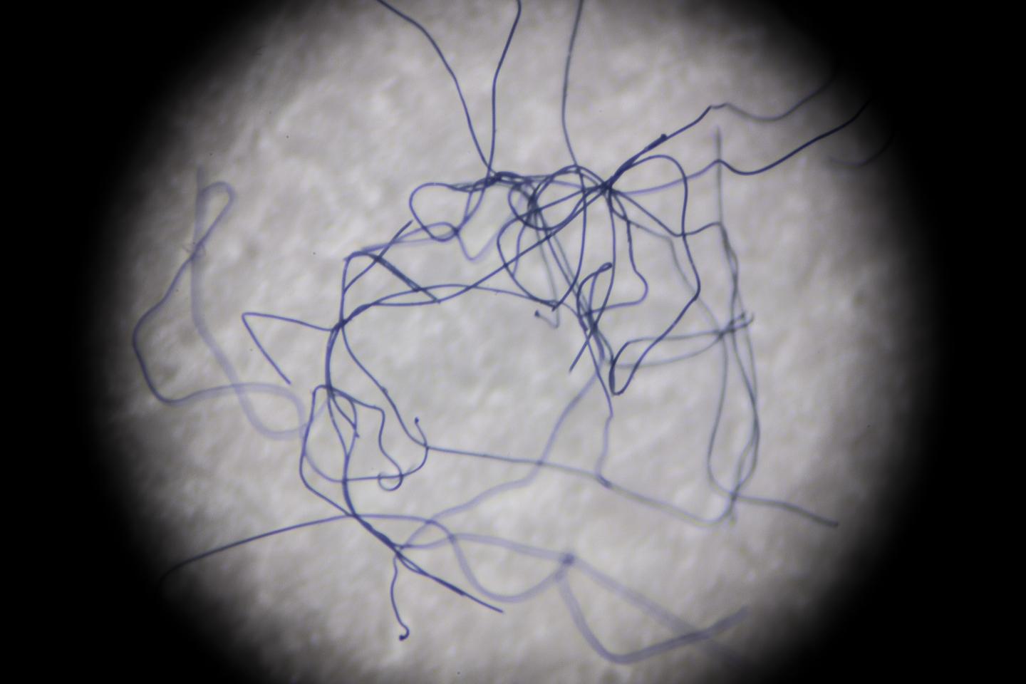 Microscopic Fibers