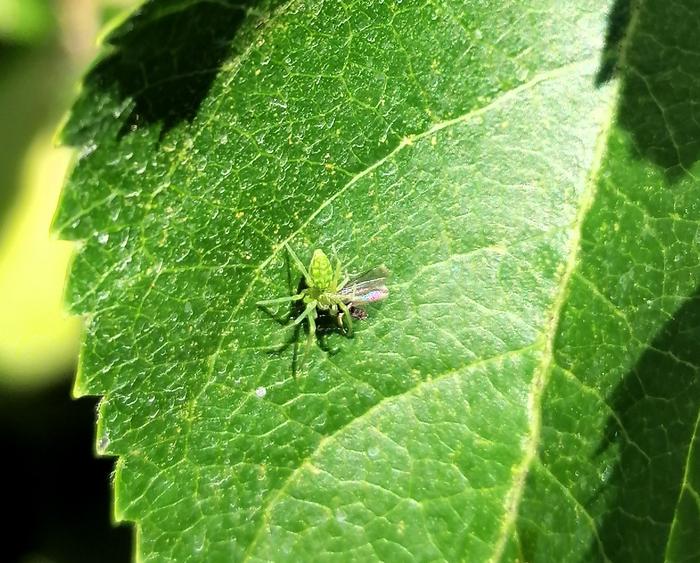 Green cribellate spider (Nigma walckenaeri) in action