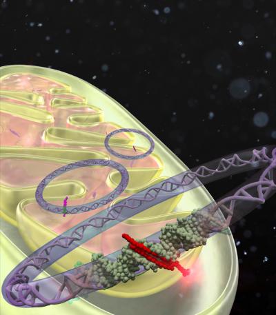 Schematic Illustration of a Mitochondria-Specific DNA-Based Synthetic Ligand