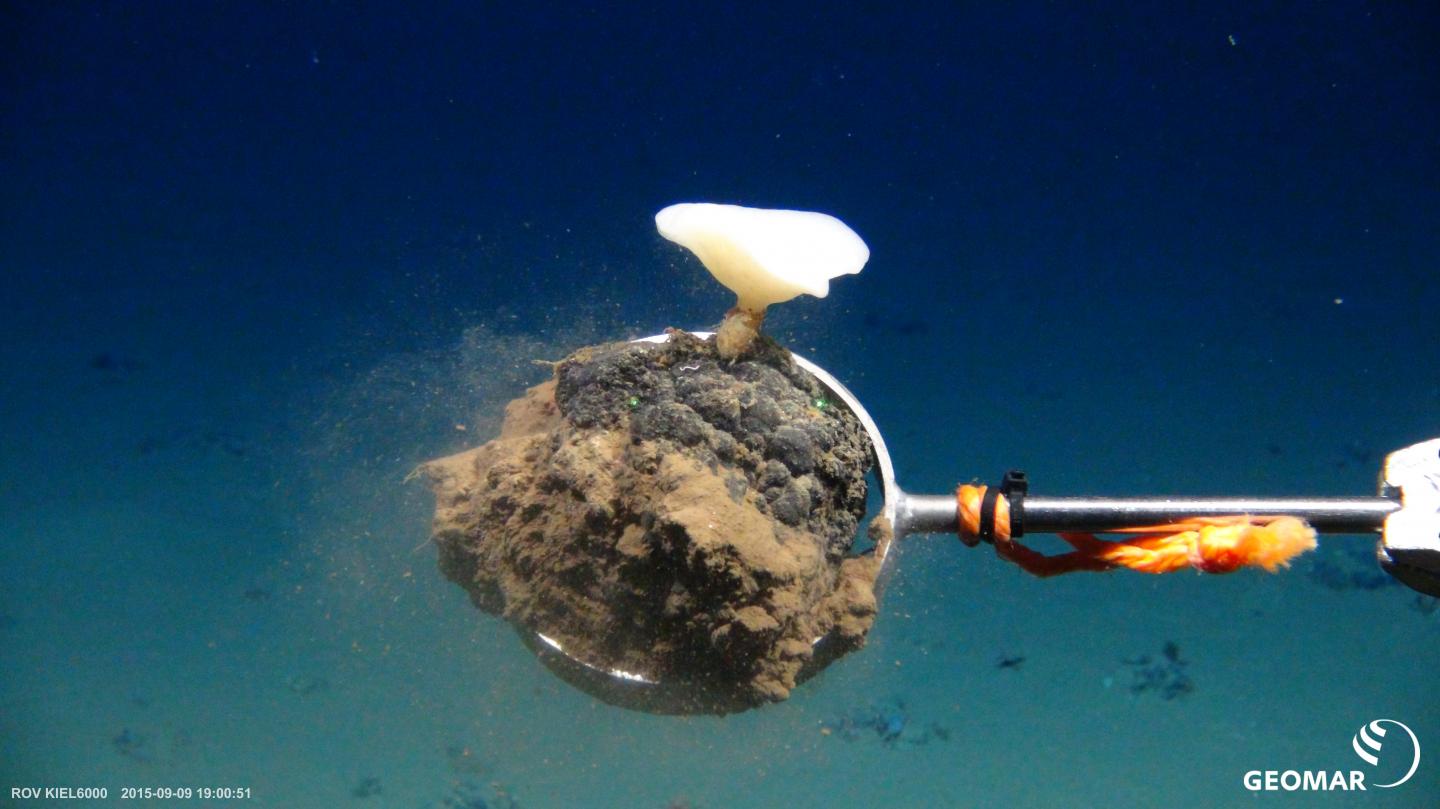 Manganese nodule with a deep-sea sponge.