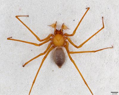 Cave Spider with Claws