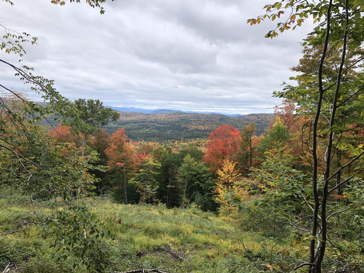 Alder Brook Forest at Dartmouth's Second College Grant, 9/25/19.