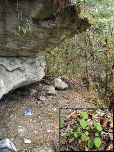 Chaffey's Forget-Me-Not Habitat