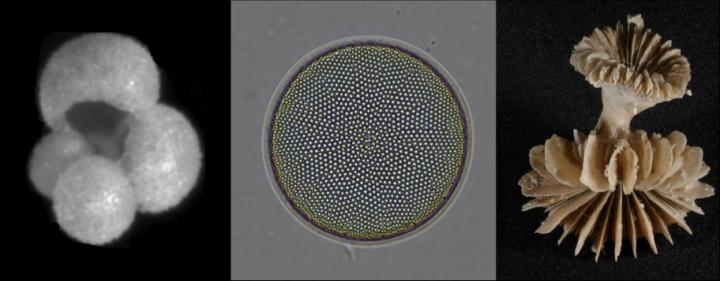 Fossils Reveal Origins of 11,000-Year Warming Pattern