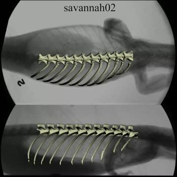 Undulatory Stride with ribs