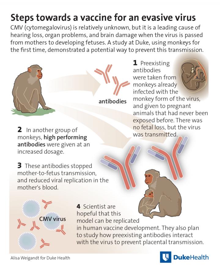 Antibodies Halt Placental Transmission of CMV-Like Virus in Monkeys