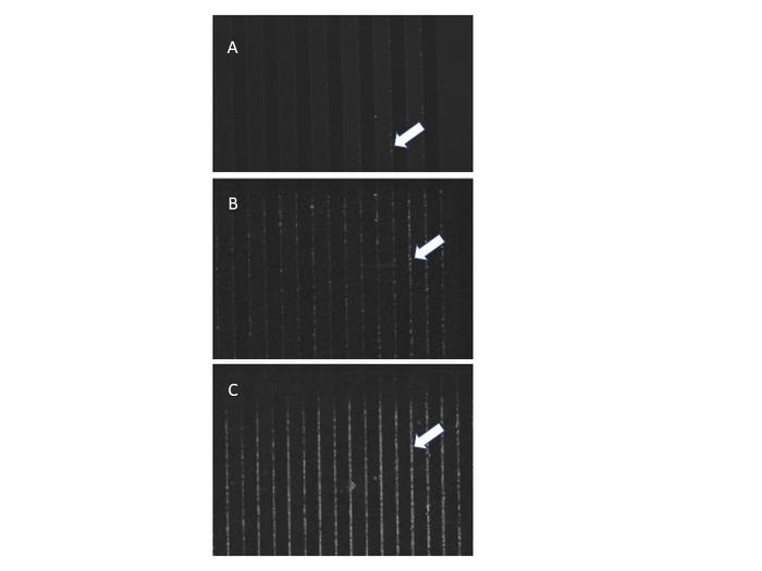 Capture of Mycobacterium tuberculosis bacterial particles on the edges of the electrodes by dielectrophoresis using the CAPTURE-XT® chip