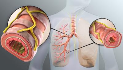 Parasympathetic Nerves