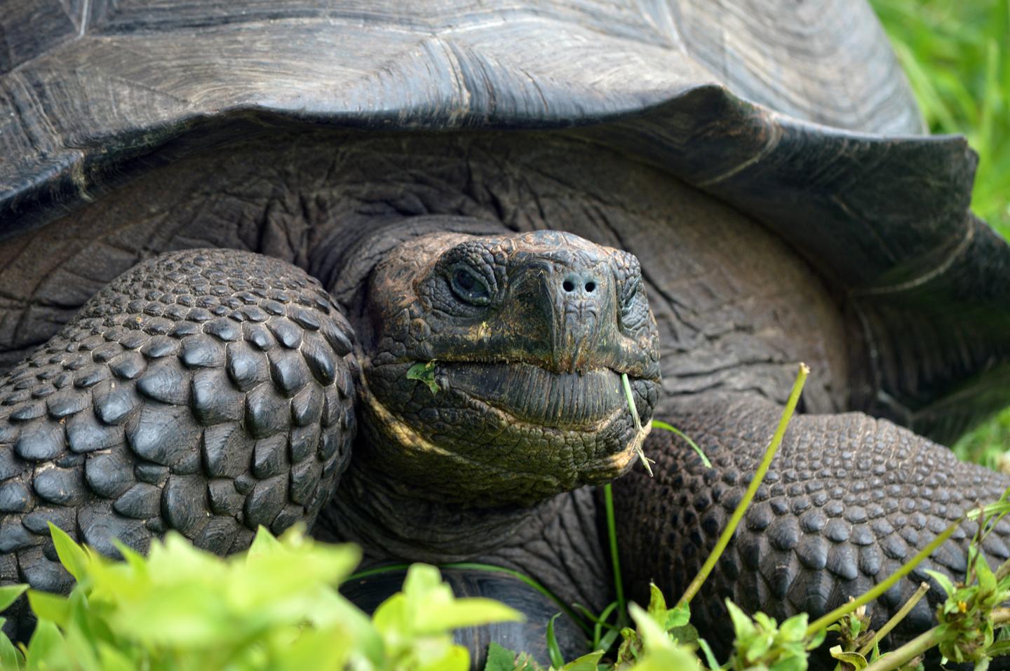 New Giant Galapagos Tortoise