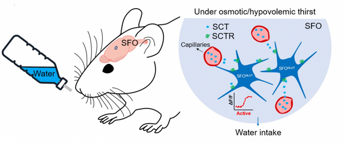 Secretin [IMAGE] | EurekAlert! Science News Releases