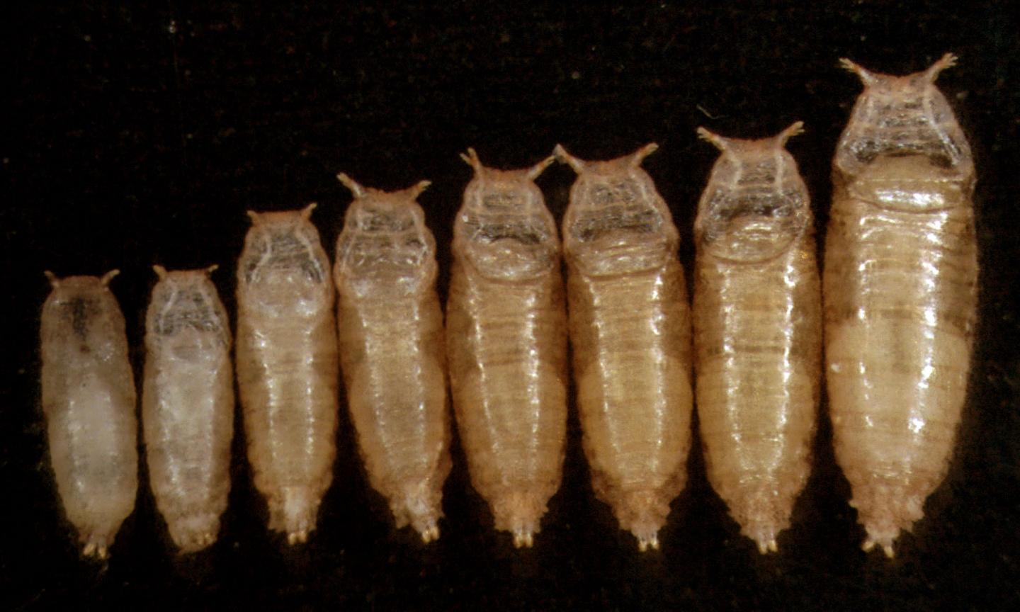 Fruit Flies with Different Body Sizes