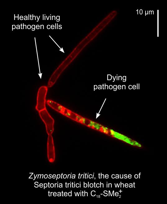 Zymoseptoria tritici