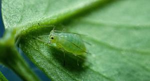 Bluegreen Aphid on leaf