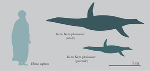 The likely size of the plesiosaurs in this river system