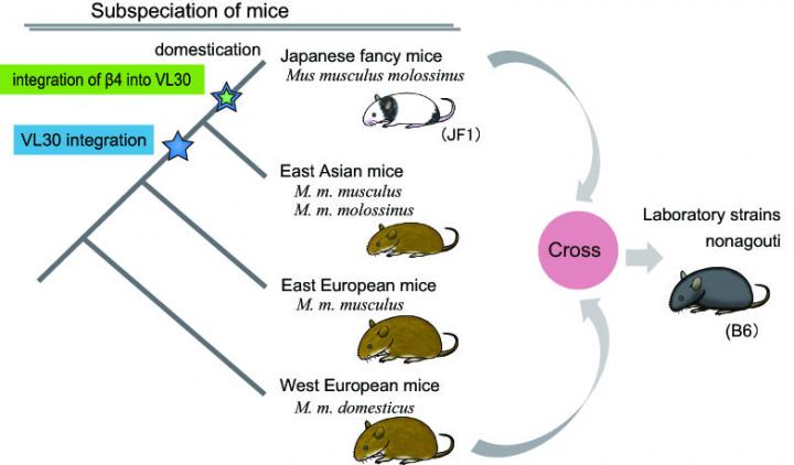 A True Cause of Nonagouti Coat Color