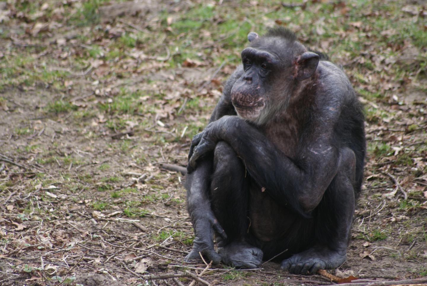 Chimpanzee
