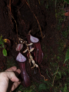 A shoot with reduced white leaves and well-developed pitchers