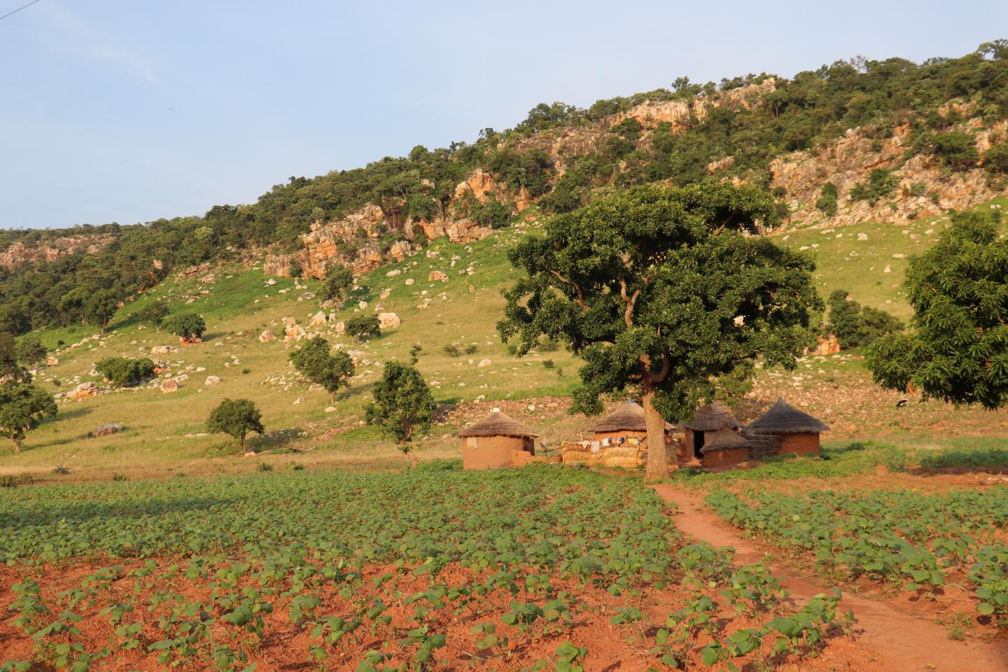 Forests Could Pave the Way to Prosperity