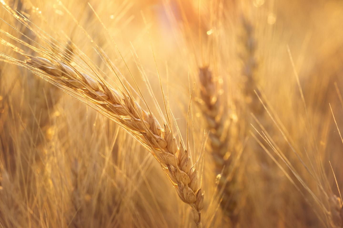 Wheat Code Finally Cracked; Wheat Genome Sequence Will Bring Stronger Varieties to Farmers -- 1