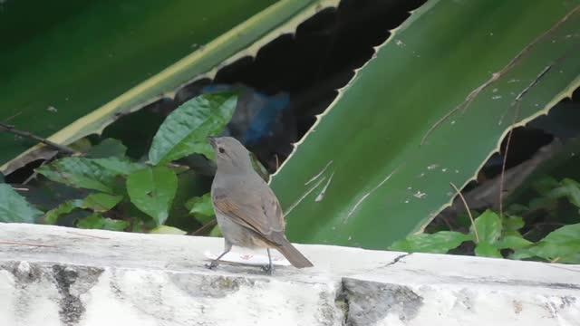 Bullfinches Take Advantage of New Food Sources