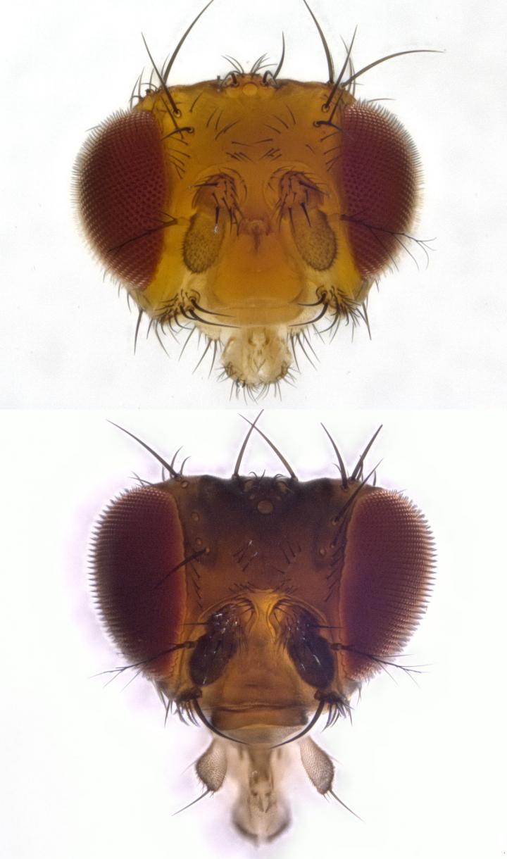 Trade-Off between Sight and Smell in Flies