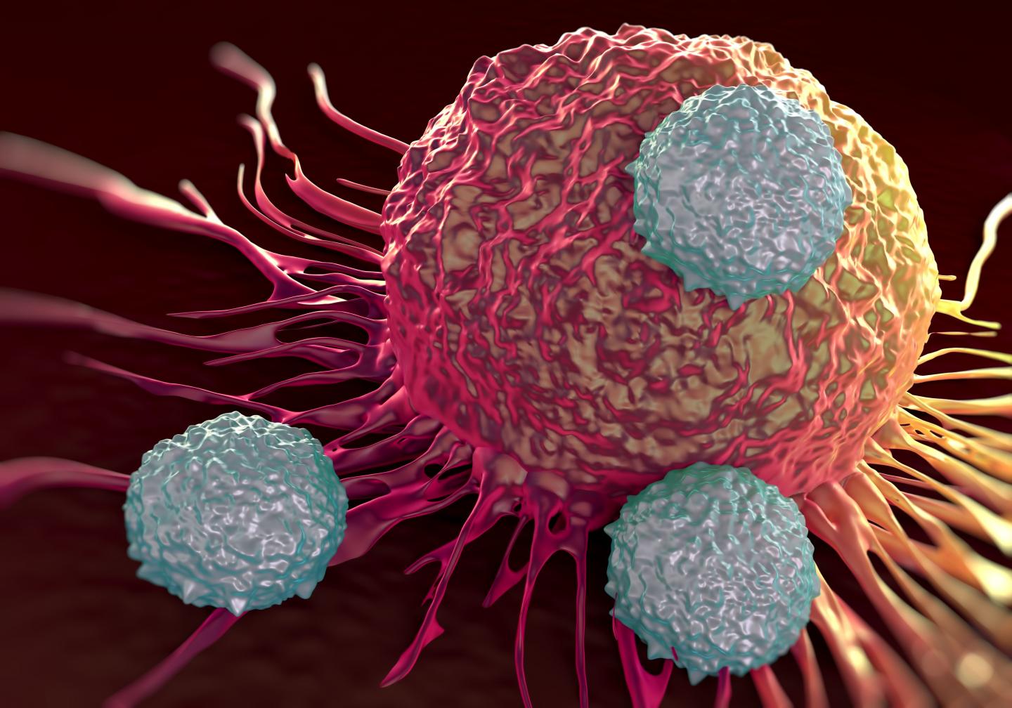 T cells Attacking Cancer Cells.