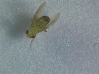 Visible Gene Expression in Aging Fly