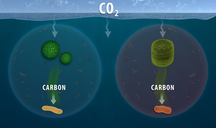 Ocean carbon